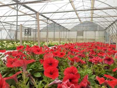 SenzAgro device at the indoor farm