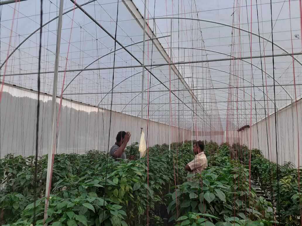 SenzAgro device at the indoor farm