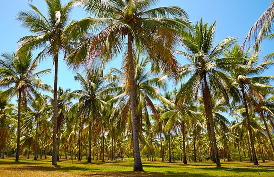Trees and climate resilience