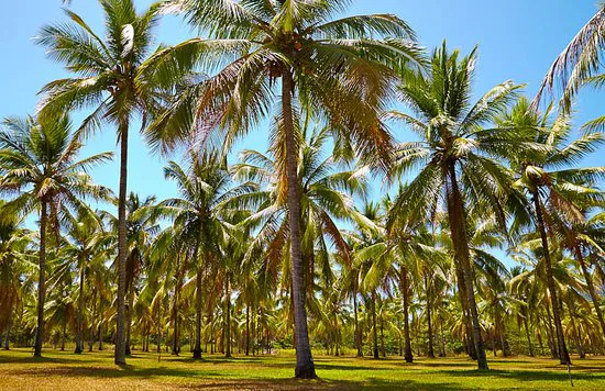 Trees and climate resilience