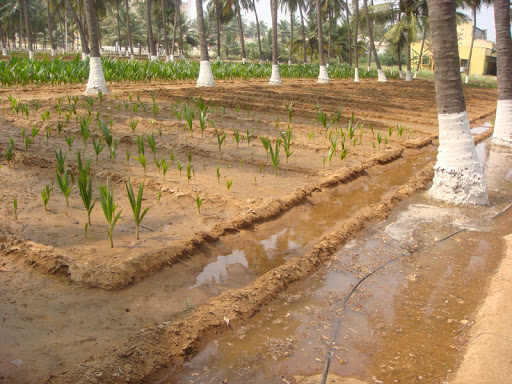 coconut plantation