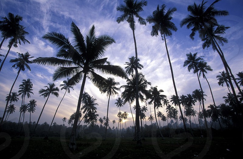 coconut coconut