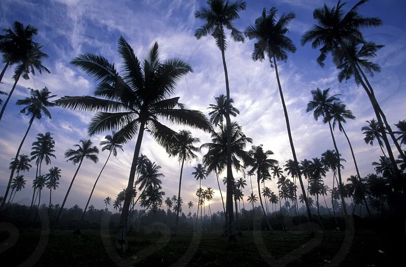 Coconut plantation smart farming