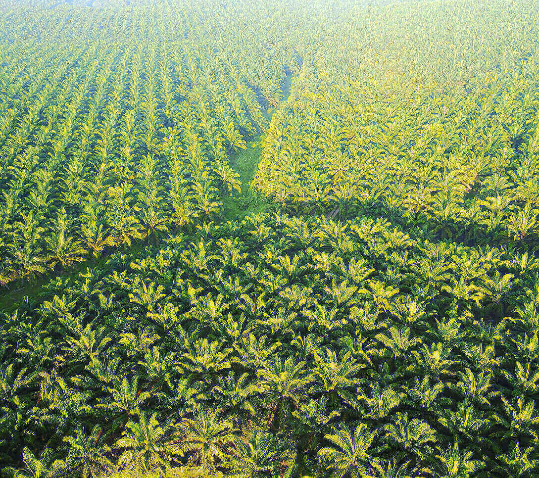 Coconut plantation with smart irrigation