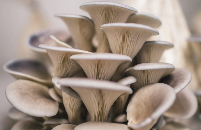 Oyster mushroom farming results