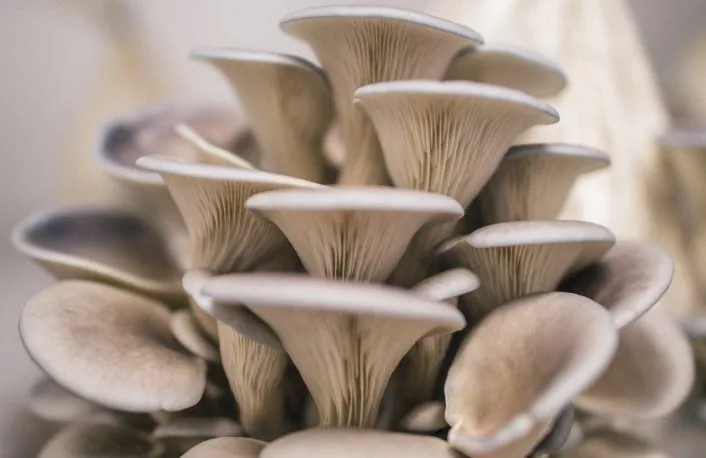 Oyster mushroom farming results