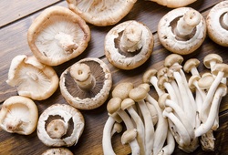 Technology to achieve the best yield in oyster mushroom farming.